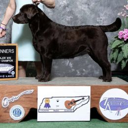 Labrador Retrievers from Jewelwyn Labradors