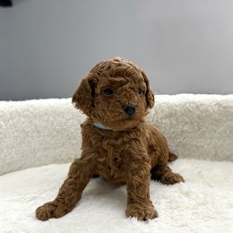 Ollie - Red  male Poodle puppy in Berrien Springs, Michigan from Michigan Mini & Toy Red Poodles