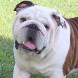 Bulldogs from Lake Valley Bulldogs