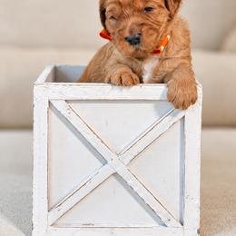 Mr. Orange Collar - Gold male Australian Labradoodle puppy in Wake Forest, North Carolina from Lucky Country Labradoodles