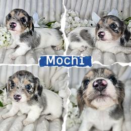Mochi - Dapple male Dachshund puppy in Lakeland, Florida from Buckwild Doxies