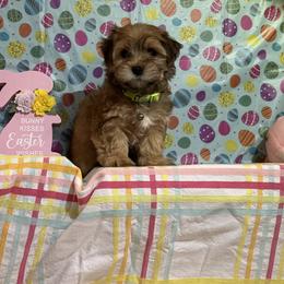 APOLLO - Red brindle male Havanese puppy in North Richland Hills, Texas from A Royal Havanese Court