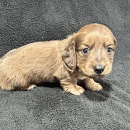 Maggie - Red female Dachshund puppy in Little Rock, Arkansas from Divine Doxies