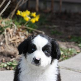 Australian Shepherd Puppies from Flying L Aussies