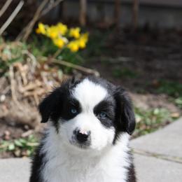 Australian Shepherd Puppies from Flying L Aussies