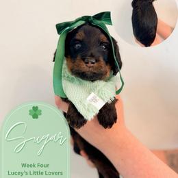 Sugar - Phantom female Goldendoodle puppy in California City, California from Summer Sun Doodles