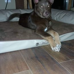 Lapponian Herder Puppies from Kuulas Kennels