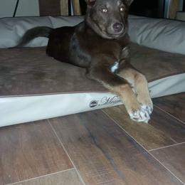 Lapponian Herder Puppies from Kuulas Kennels