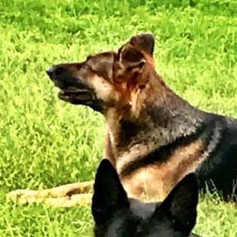 German Shepherds from Guardians at the Gate