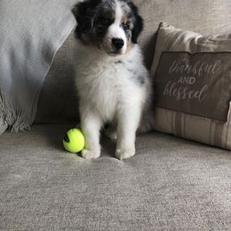 Australian Shepherd Puppies from Satterfield Family Farms