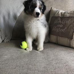 Australian Shepherd Puppies from Satterfield Family Farms