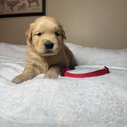 Thomas - Light golden male Golden Retriever puppy in North Pole, Alaska from Mulberry Retrievers
