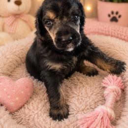 Nevaeh - Phantom female Poodle puppy in Washington, Pennsylvania from Patriotic Poodles