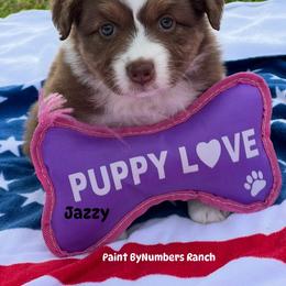 Jazzy - Red tri-color female Australian Shepherd puppy in Magee, Mississippi from Paint ByNumbers Ranch