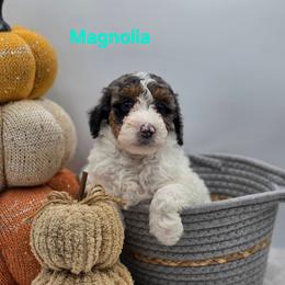 Magnolia - Grey and white female Bernedoodle puppy in Summerville, South Carolina from Channys Doodles