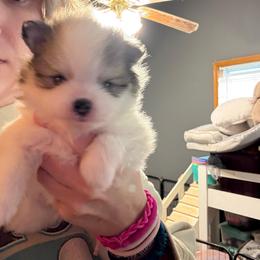 Milan - Orange sable female Pomeranian puppy in Success, Missouri from Sweet Success