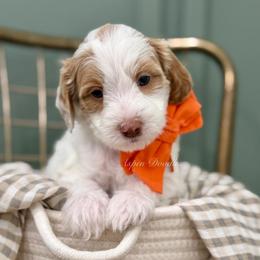 Orange collar BUDDY - Parti male Goldendoodle puppy in Salem, Utah from Aspen Doodles