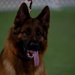 Coman - Black and red male German Shepherd puppy in Warwick, Rhode Island from Karma Kennels