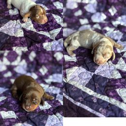 Dachshund puppies from Sliding C Dachshund’s