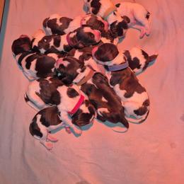 Boy Pick 5 - Liver white and roan male English Springer Spaniel puppy in South Williamsport, Pennsylvania from Hoppin Honey Homestead