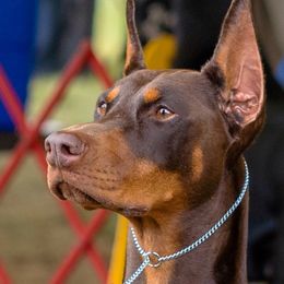 Doberman Pinschers from Mystikos Doberman