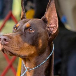 Doberman Pinschers from Mystikos Doberman
