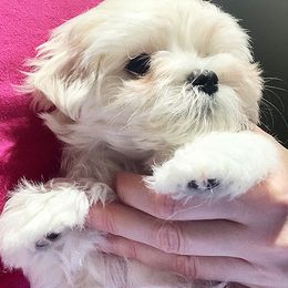 Maltese Puppies from Platinum Dunes Maltese