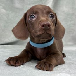 Male 2 - Chocolate male Dachshund puppy in Birmingham, Alabama from LongBottomDachshunds