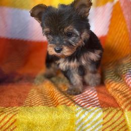 Bigger Female - Black and tan female Yorkshire Terrier puppy in Coeburn, Virginia from Southern Sweetheart Kennels