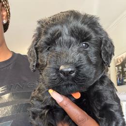 Orange Female - Black female Giant Schnauzer puppy in Pearland, Texas from K & S Schnauzers
