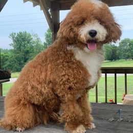 Aussiedoodles, Miniature Australian Shepherds, and Poodles from K Kountry Farm