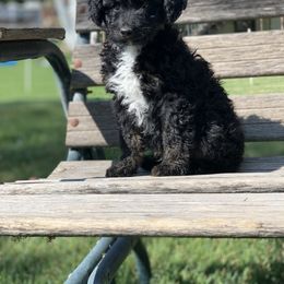 Aussiedoodle Puppies from Backyard Doodles