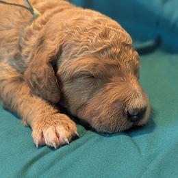 Buzz - Lt Blue Collar - Apricot male Goldendoodle puppy in Citrus Heights, California from Grandpaw's Golden Doodles
