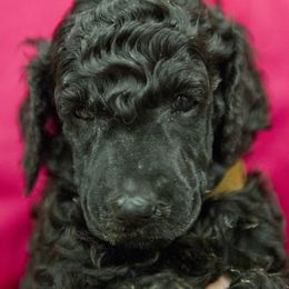 Poodle Puppies from Lido Rose C