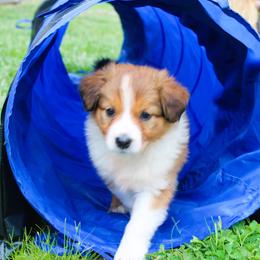 English Shepherd Puppies from Town & Country English Shepherds