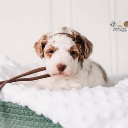 Bernedoodle and Goldendoodle Puppies from Hommel’s Mini Darling Doodles