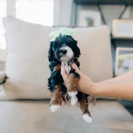 Glory - Tri-color female Bernedoodle puppy in Murray, Utah from Sun Valley Doodles