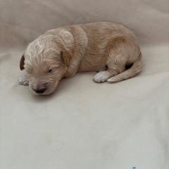 Bailey - Gold female Bordoodle puppy in Indianapolis, Indiana from Indiana Bordoodles