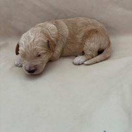 Bailey - Gold female Bordoodle puppy in Indianapolis, Indiana from Indiana Bordoodles