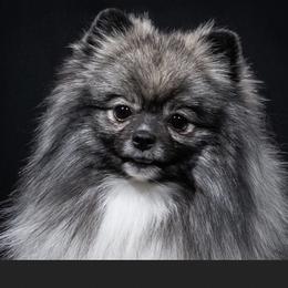 Koda - Pomeranian