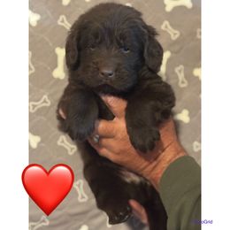 Junior - Brown male Newfoundland puppy in New Paris, Ohio from Beatty Newfies