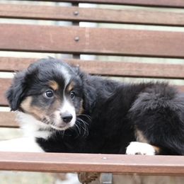 Pembroke Welsh Corgis and Toy Australian Shepherds from Dragonfly Corgis & Toy Aussies