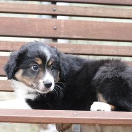 Pembroke Welsh Corgis and Toy Australian Shepherds from Dragonfly Corgis & Toy Aussies