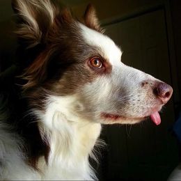 Border Collie All Grown Up from Buck Branch Border Collies