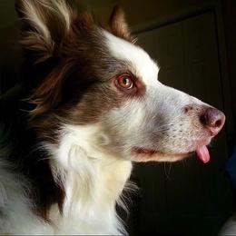 Border Collie All Grown Up from Buck Branch Border Collies