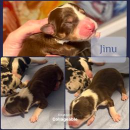 Jinu - Tri-color male Border Collie puppy in Decatur, Alabama from Phantom Border Collies