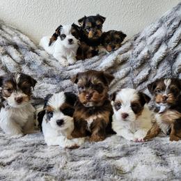 Yorkshire Terrier puppies from For the Love of Yorkies