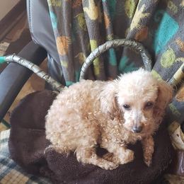 Poodles from Pat's poodles