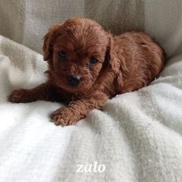 Cavapoo Puppies from Dotties Lil Blessings