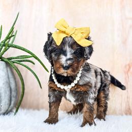 Lizzie - Merle female Bernedoodle puppy in Gaylord, Michigan from Dog Mom Co. Doodles